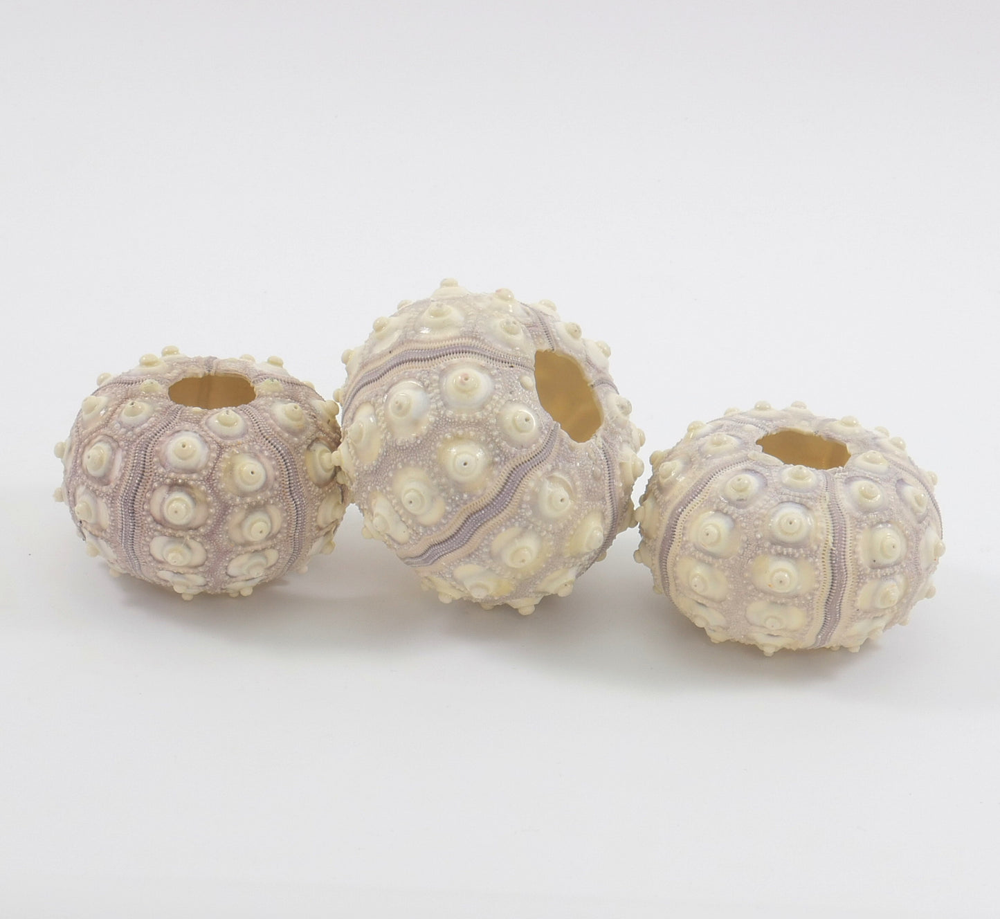 Sea Urchin - for Ornaments