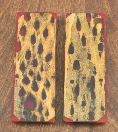 Top Choice - Cholla Knife Scales