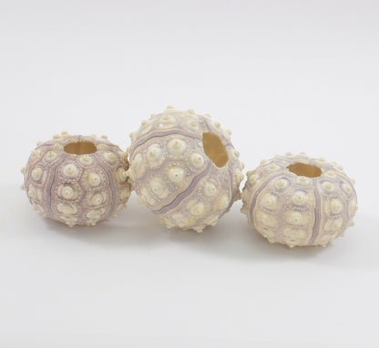 Sea Urchin - for Ornaments